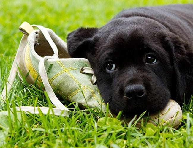 Puppy & Dog Training Online Course