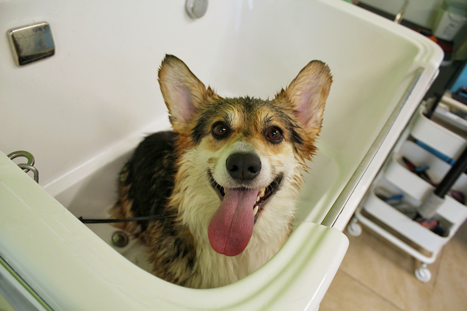 Ozone bath treatment for your dog